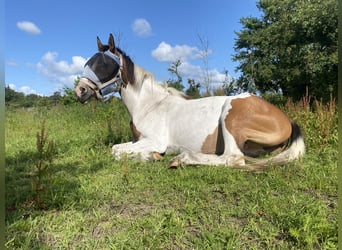 Arabisch Partbred Mix, Merrie, 8 Jaar, 155 cm
