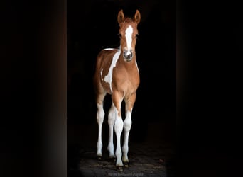 Arabisch Partbred, Merrie, veulen (01/2023), 100 cm, Tobiano-alle-kleuren