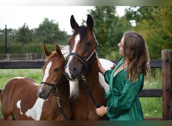 Arabisch Partbred, Merrie, veulen (01/2023), 100 cm, Tobiano-alle-kleuren