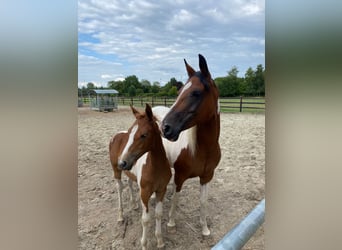 Arabisch Partbred, Merrie, veulen (01/2023), 100 cm, Tobiano-alle-kleuren