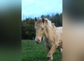 Arabisch Partbred, Merrie, veulen (06/2024), 148 cm, Champagne