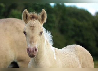 Arabisch Partbred, Merrie, veulen (06/2024), 148 cm, Champagne