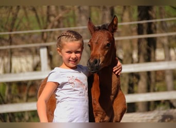 Arabisch Partbred, Merrie, , 150 cm, Bruin