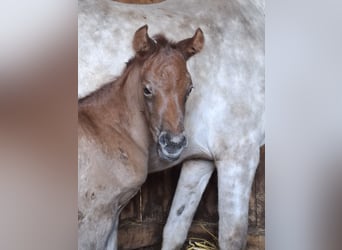 Arabisch Partbred, Merrie, Veulen (04/2026), 150 cm, kan schimmel zijn
