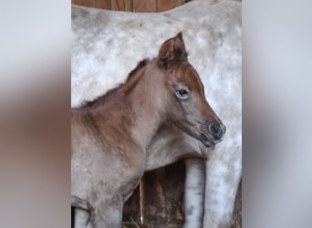 Arabisch Partbred, Merrie, Veulen (04/2026), 150 cm, kan schimmel zijn