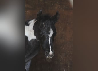 Arabisch Partbred, Merrie, Veulen (03/2026), 152 cm, Tobiano-alle-kleuren