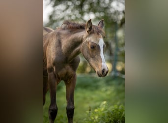 Arabisch Partbred, Merrie, veulen (06/2023), 153 cm, Buckskin