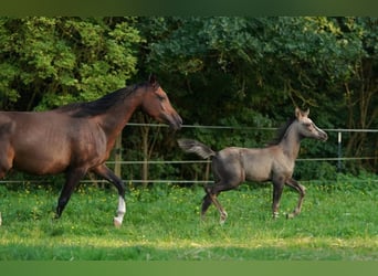 Arabisch Partbred, Merrie, veulen (06/2023), 153 cm, Buckskin