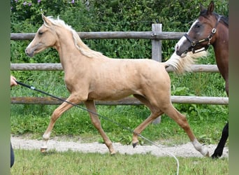 Arabisch Partbred, Merrie, veulen (02/2024), 153 cm, Palomino