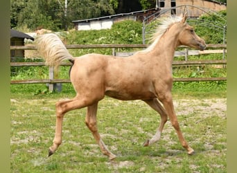 Arabisches Partbred, Stute, Fohlen (02/2024), 153 cm, Palomino