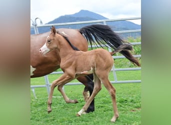 Arabisch Partbred, Merrie, Veulen (07/2025), 155 cm, Buckskin