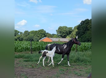 Arabisch Partbred, Merrie, Veulen (05/2025), 155 cm, Gevlekt-paard