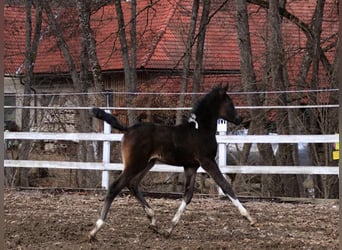 Arabisch Partbred, Merrie, Veulen (01/2026), 155 cm, Gevlekt-paard