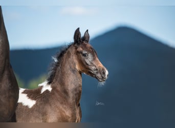 Arabisch Partbred, Merrie, veulen (07/2024), 155 cm, Gevlekt-paard