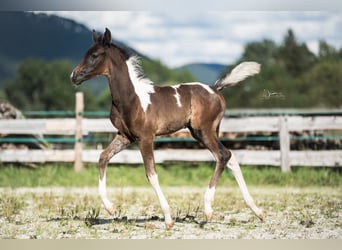 Arabisches Partbred, Stute, Fohlen (07/2024), 155 cm, Schecke