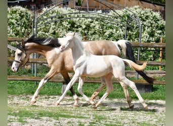 Arabisch Partbred, Merrie, Veulen (05/2026), 155 cm, Perlino