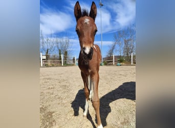 Arabisch Partbred, Merrie, , 155 cm, Tobiano-alle-kleuren
