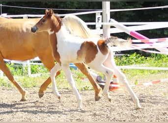 Arabisch Partbred, Merrie, , 155 cm, Tobiano-alle-kleuren