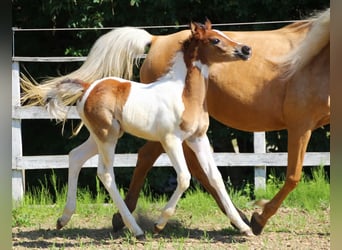 Arabisch Partbred, Merrie, , 155 cm, Tobiano-alle-kleuren