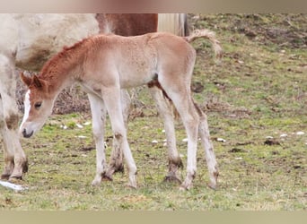 Arabisch Partbred, Merrie, Veulen (02/2026), 155 cm, Vos