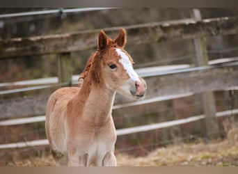 Arabisch Partbred, Merrie, Veulen (02/2026), 155 cm, Vos