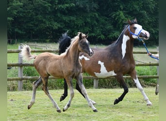 Arabisch Partbred, Merrie, veulen (03/2024), 155 cm, Zwart