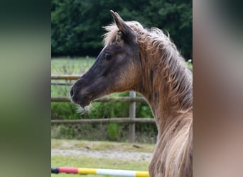 Arabisch Partbred, Merrie, veulen (03/2024), 155 cm, Zwart