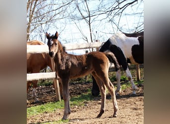 Arabisch Partbred, Merrie, Veulen (03/2026), 155 cm, Zwart