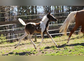 Arabisch Partbred, Merrie, Veulen (03/2026), 156 cm, Tobiano-alle-kleuren