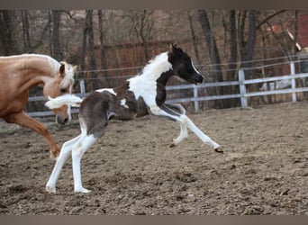 Arabisch Partbred, Merrie, Veulen (03/2026), 156 cm, Tobiano-alle-kleuren