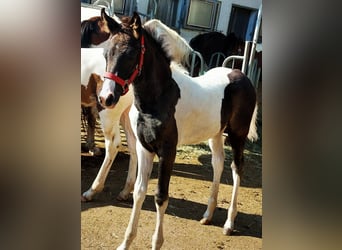 Arabisch Partbred, Merrie, Veulen (05/2025), Gevlekt-paard