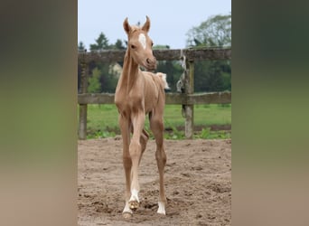 Arabisch Partbred, Merrie, Veulen (01/2026), Palomino