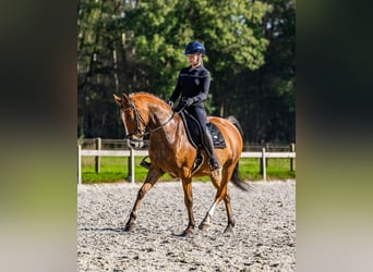 Arabisch Partbred, Ruin, 11 Jaar, 155 cm, Bruin