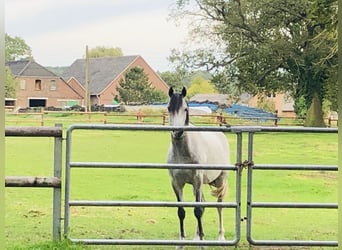 Arabisch Partbred, Ruin, 11 Jaar, 155 cm, Schimmel