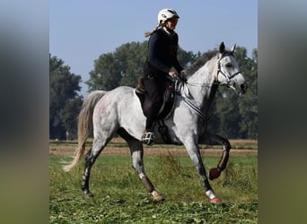 Arabisch Partbred, Ruin, 11 Jaar, 156 cm, Appelschimmel