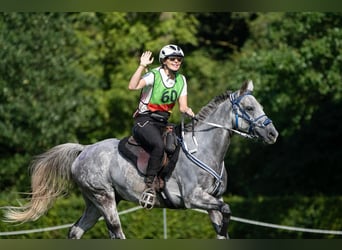 Arabisch Partbred, Ruin, 11 Jaar, 156 cm, Appelschimmel