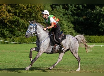 Arabisch Partbred, Ruin, 11 Jaar, 156 cm, Appelschimmel