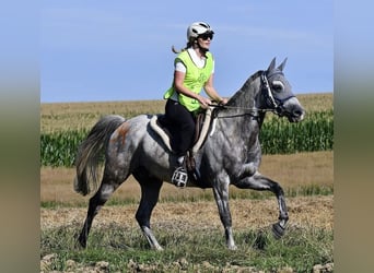 Arabisch Partbred, Ruin, 11 Jaar, 156 cm, Appelschimmel