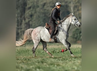 Arabisch Partbred, Ruin, 11 Jaar, 156 cm, Appelschimmel
