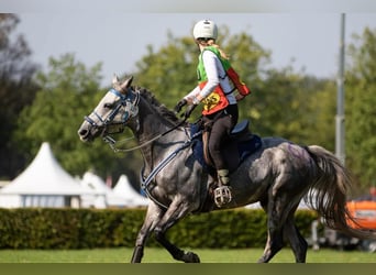 Arabisch Partbred, Ruin, 11 Jaar, 156 cm, Appelschimmel