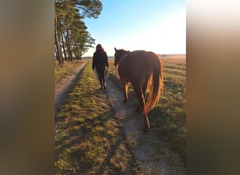 Arabisch Partbred, Ruin, 12 Jaar, 145 cm, Vos