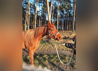 Arabisch Partbred, Ruin, 12 Jaar, 145 cm, Vos