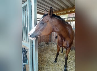 Arabisch Partbred, Ruin, 12 Jaar, 154 cm, Bruin