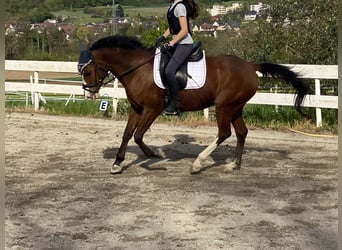 Arabisch Partbred, Ruin, 12 Jaar, 154 cm, Bruin