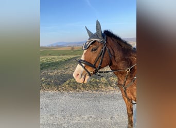 Arabisch Partbred, Ruin, 12 Jaar, 154 cm, Bruin