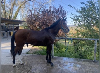 Arabisch Partbred, Ruin, 12 Jaar, 154 cm, Bruin