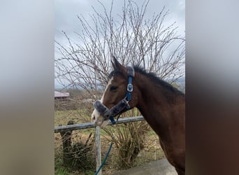 Arabisch Partbred, Ruin, 12 Jaar, 154 cm, Bruin
