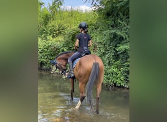 Arabisch Partbred, Ruin, 12 Jaar, 154 cm, Bruin