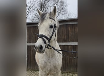 Arabisch Partbred Mix, Ruin, 13 Jaar, 152 cm, Schimmel