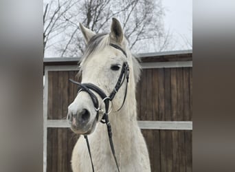 Arabisch Partbred Mix, Ruin, 13 Jaar, 152 cm, Schimmel